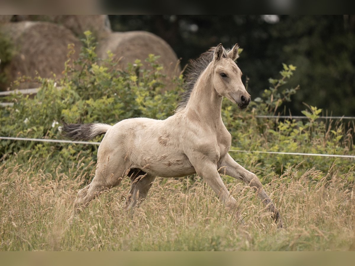Duitse rijpony Hengst Veulen (05/2025) Buckskin in Buxtehude