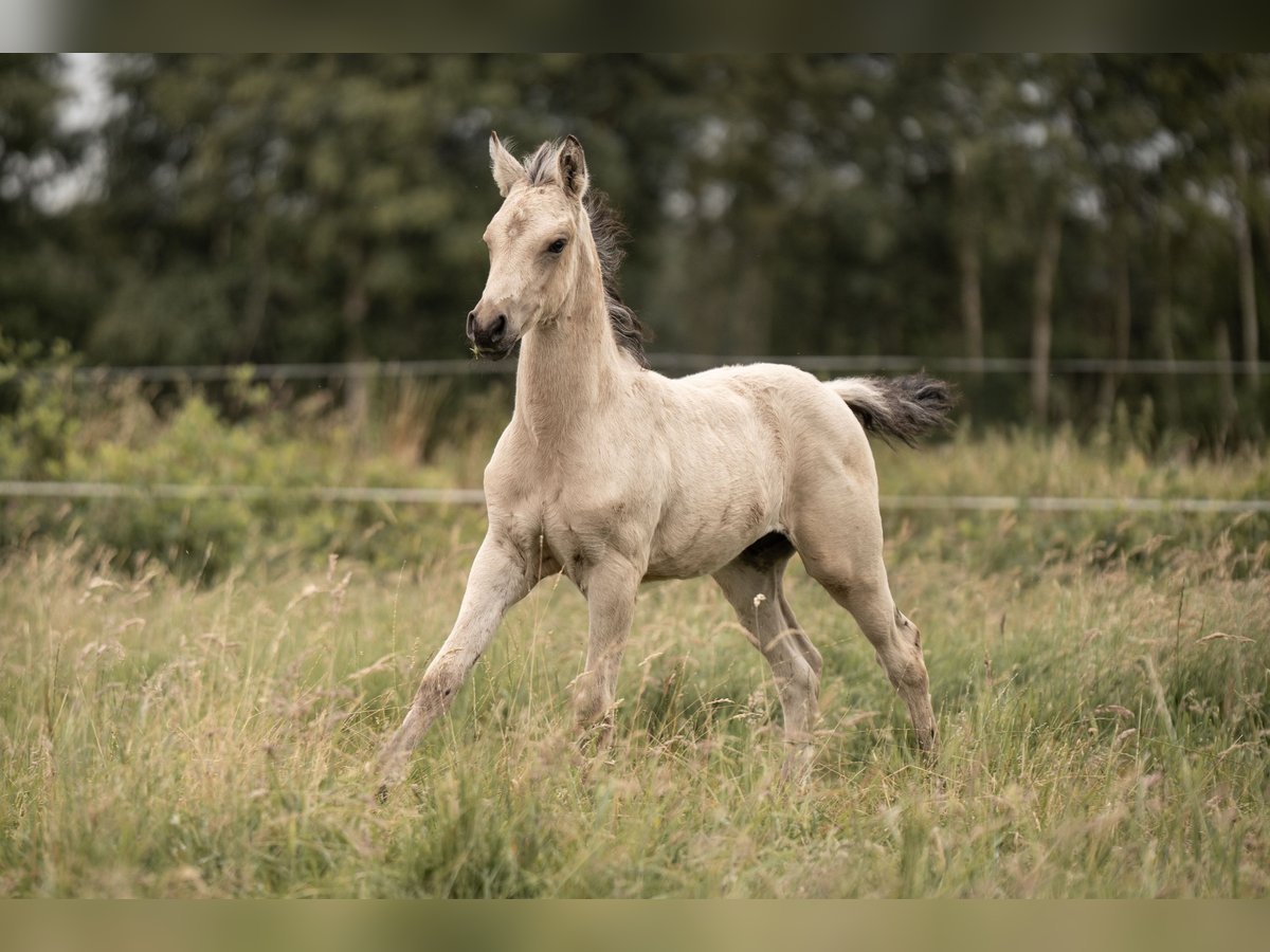 Duitse rijpony Hengst Veulen (05/2025) Buckskin in Buxtehude