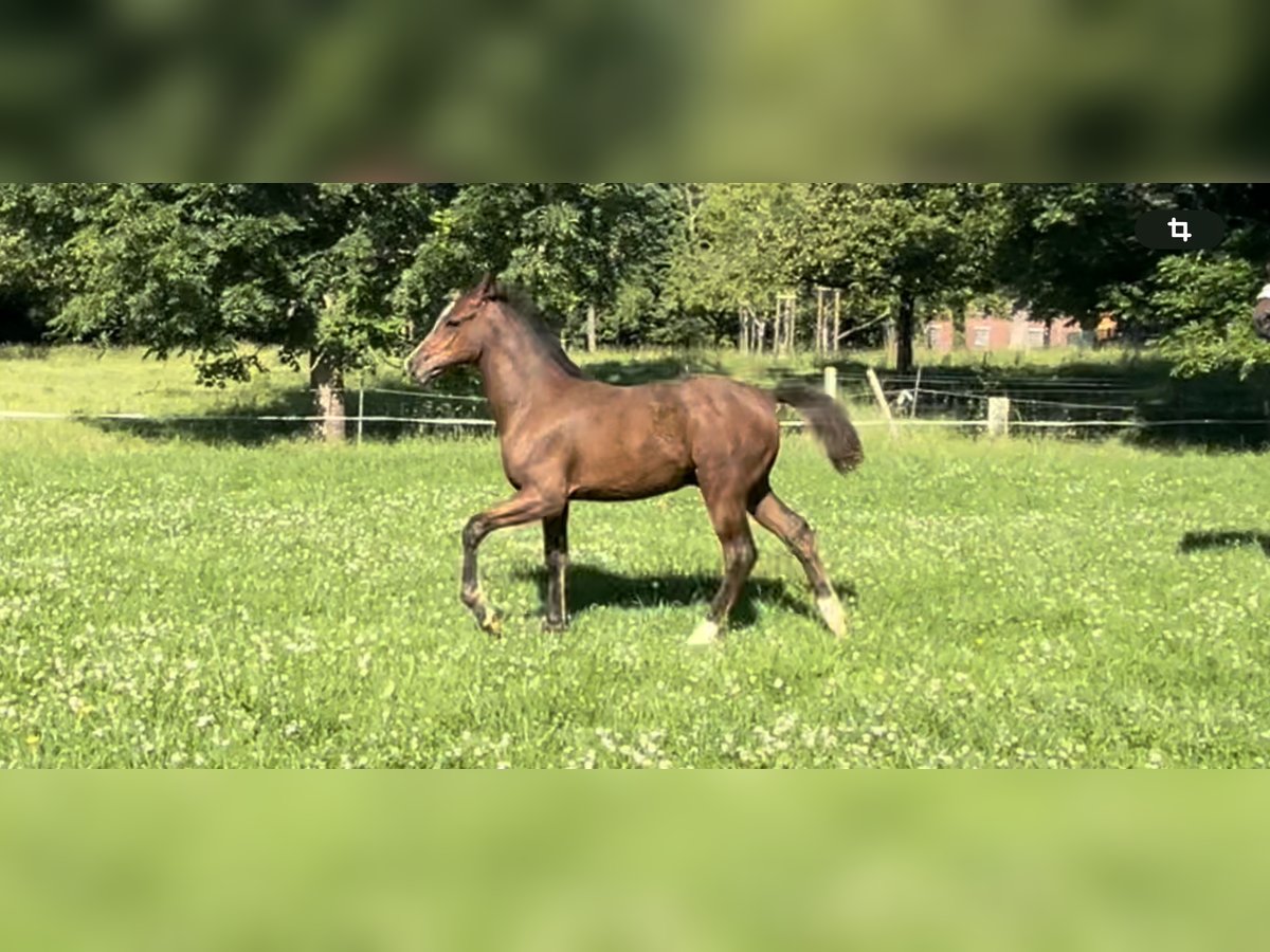 Duitse rijpony Hengst veulen (03/2024) Donkerbruin in Werl