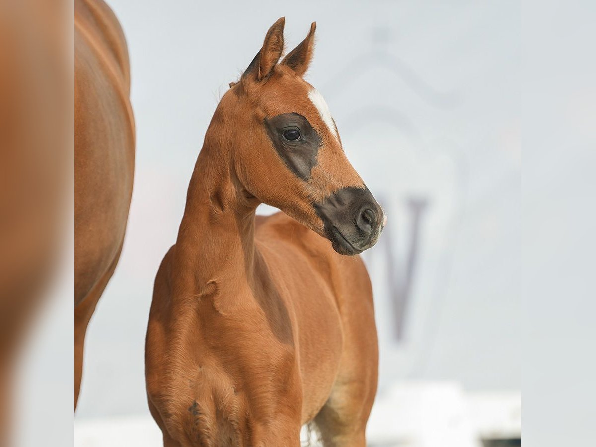 Duitse rijpony Hengst veulen (04/2024) Donkere-vos in Münster-Handorf