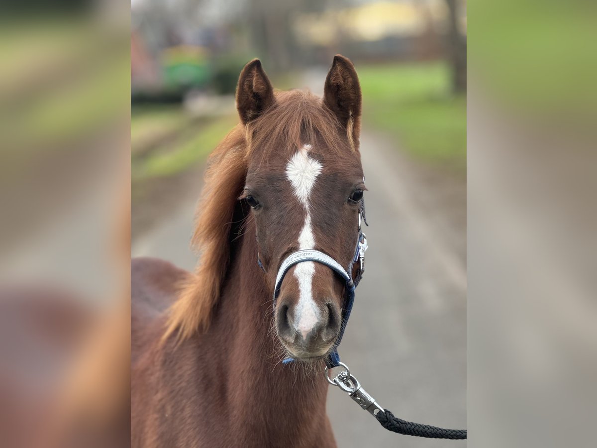 Duitse rijpony Hengst veulen (05/2024) Donkere-vos in Neuenkirchen-Vörden