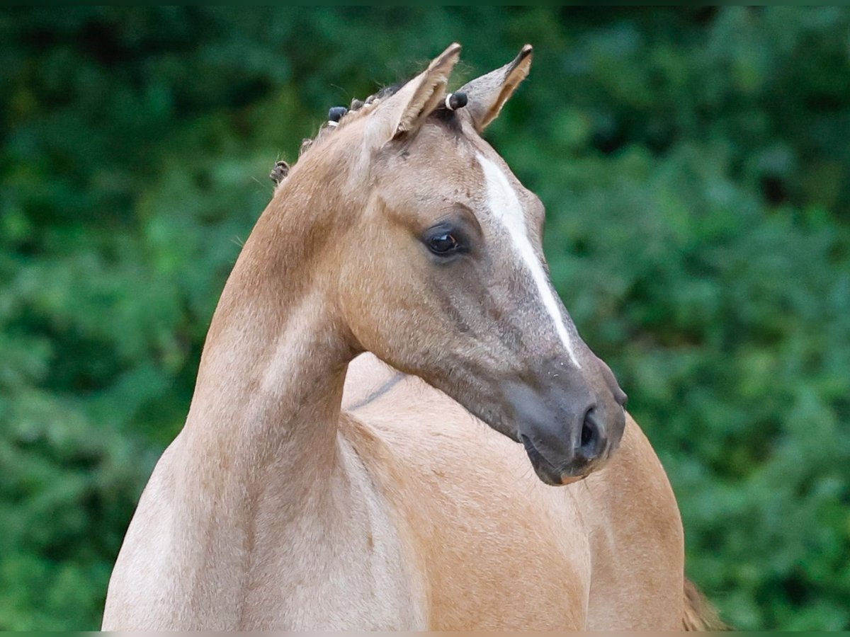 Duitse rijpony Hengst veulen (03/2024) Falbe in Bösel