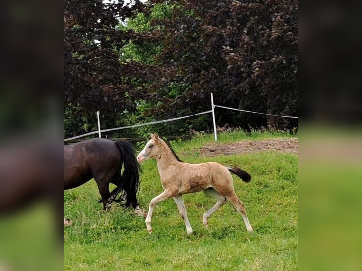 Duitse rijpony Hengst veulen (04/2024) Falbe in Hamburg