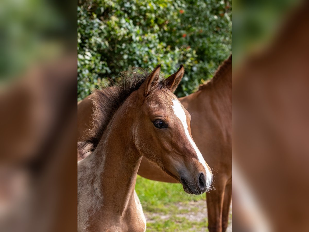 Duitse rijpony Hengst veulen (04/2024) Falbe in Hohenlockstedt