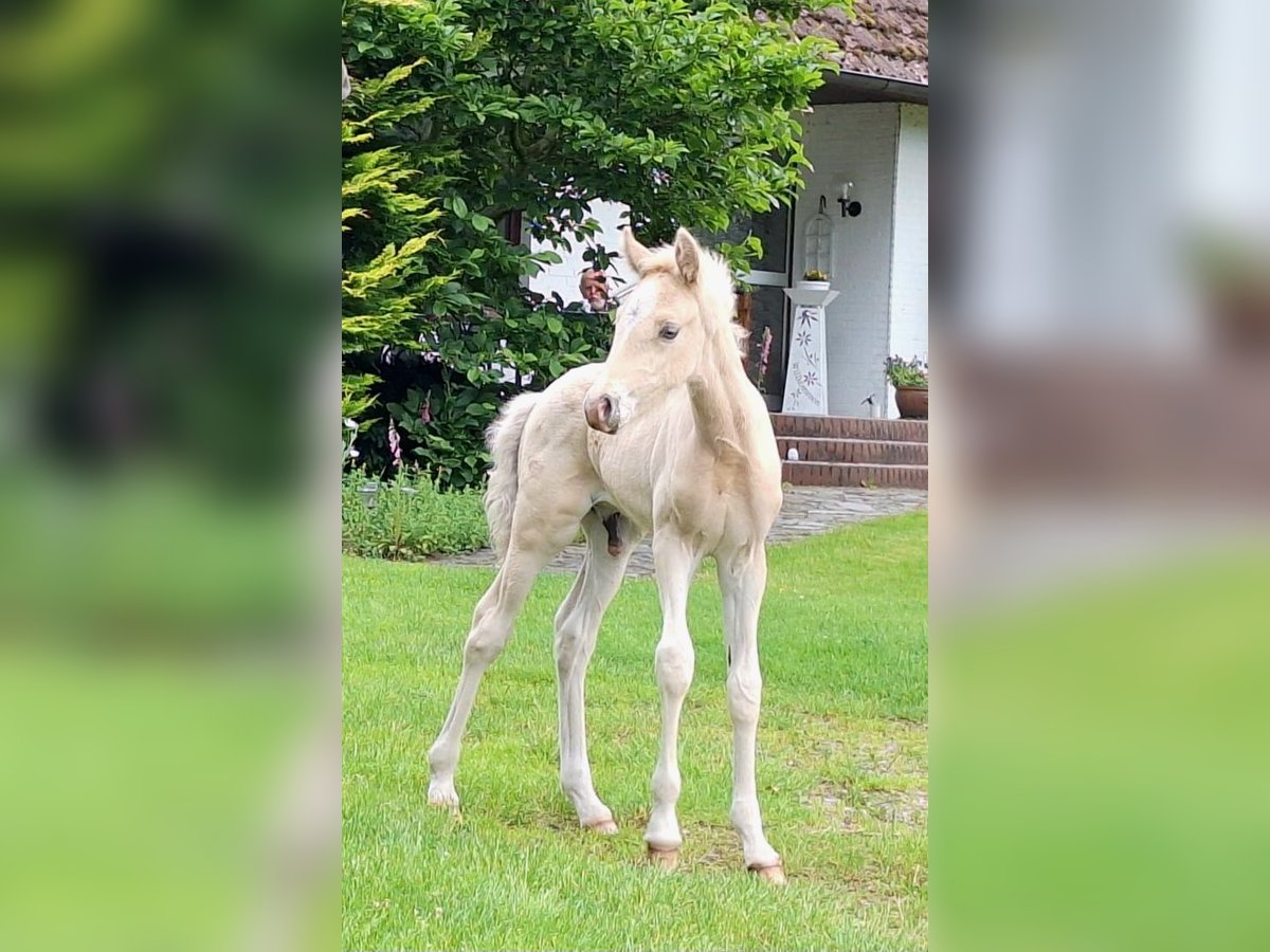 Duitse rijpony Hengst Veulen (05/2025) Palomino in Linnau