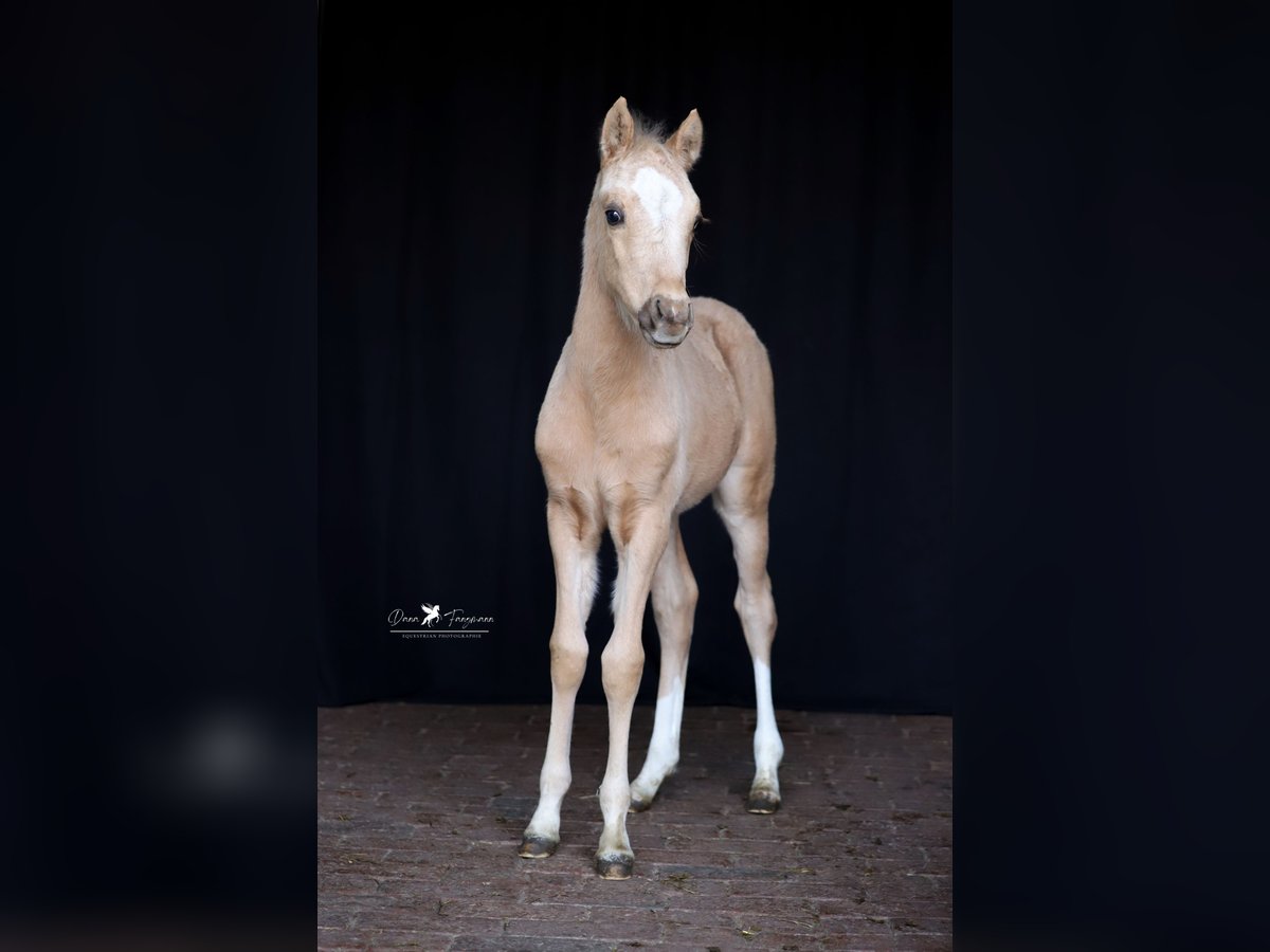 Duitse rijpony Hengst  Palomino in Neuenkirchen-Vörden