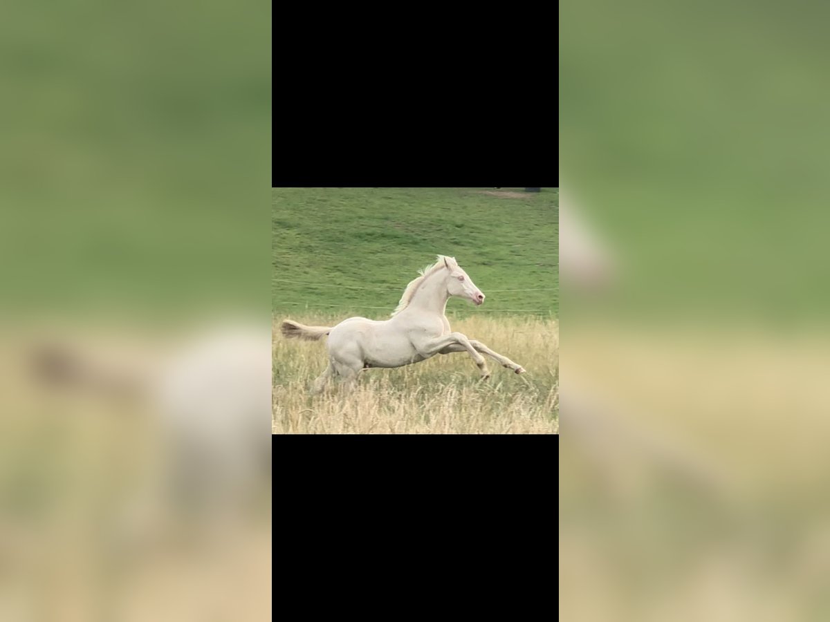 Duitse rijpony Hengst Veulen (05/2025) Perlino in Struxdorf