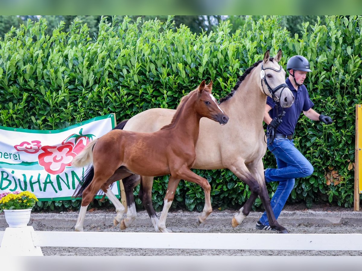 Duitse rijpony Hengst veulen (03/2024) Vos in Emsdetten