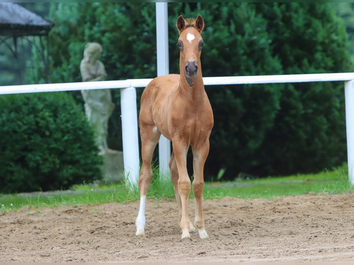 Duitse rijpony Hengst veulen (05/2024) Vos in Hamburg