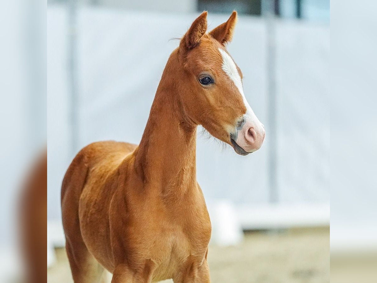 Duitse rijpony Hengst veulen (05/2024) Vos in Münster-Handorf