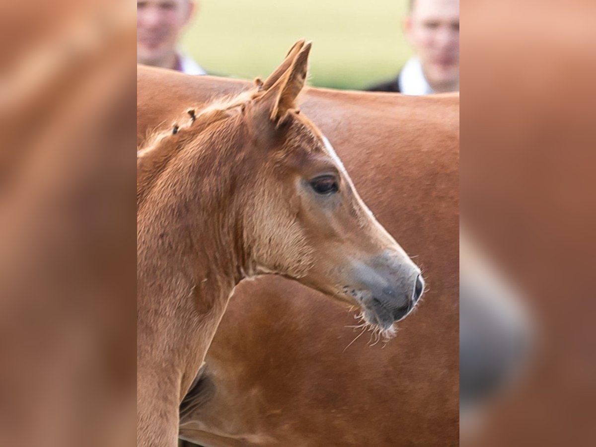 Duitse rijpony Hengst veulen (05/2024) Vos in Riedlingen