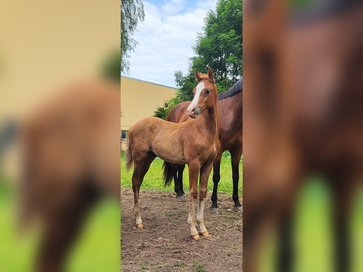 Duitse rijpony Hengst  Vos in Ilmenau