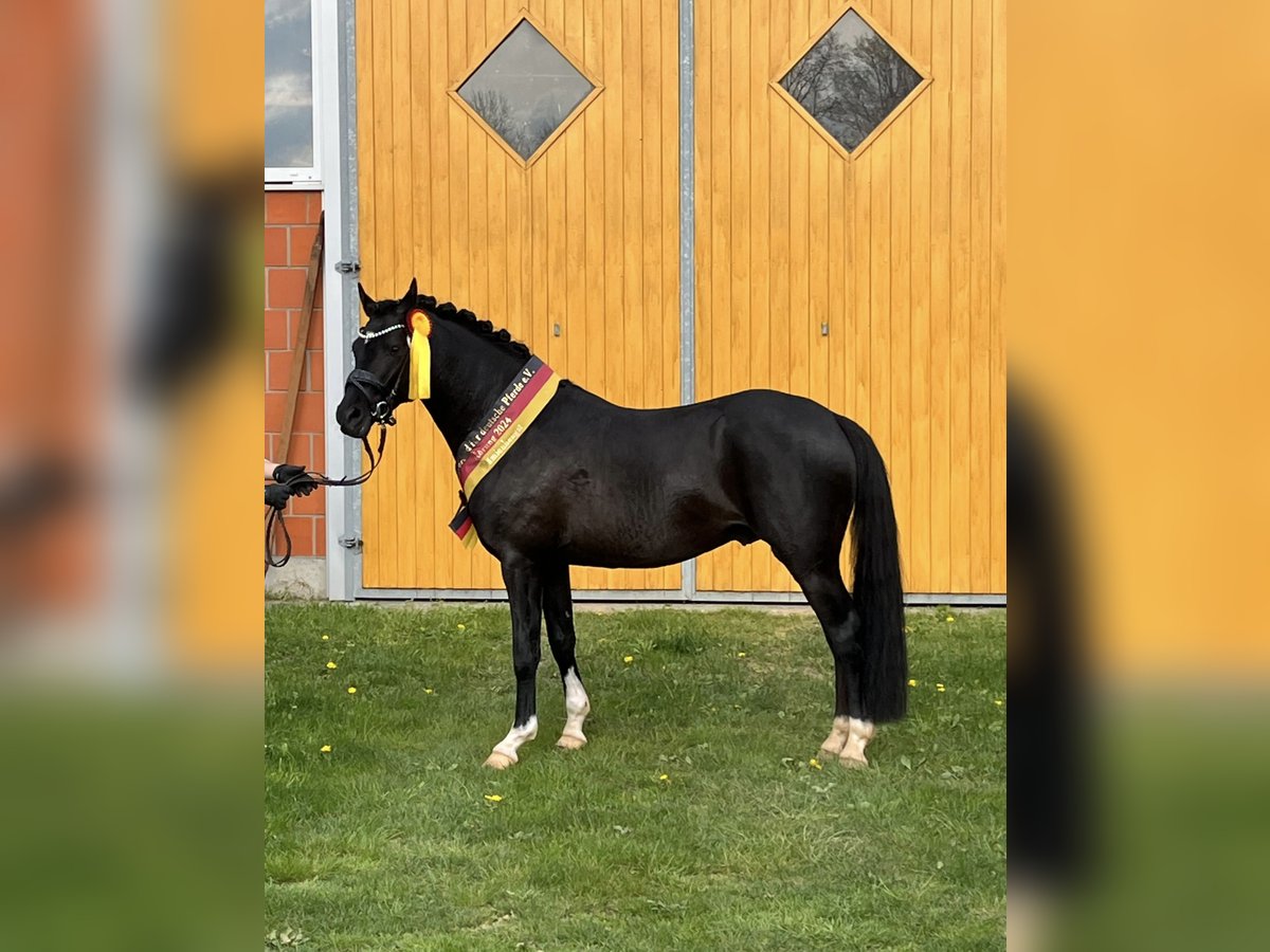 Duitse rijpony Hengst Zwart in Ahrensburg