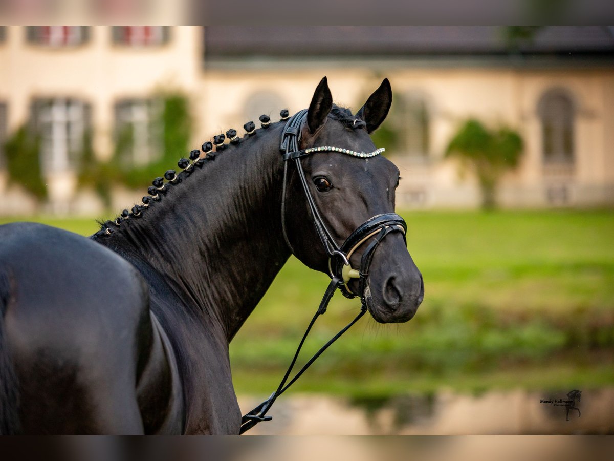 Duitse rijpony Hengst Zwart in Esens