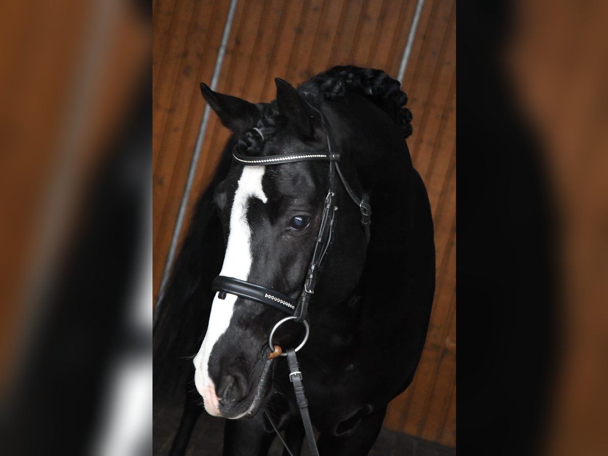 Duitse rijpony Hengst Zwart in Coesfeld