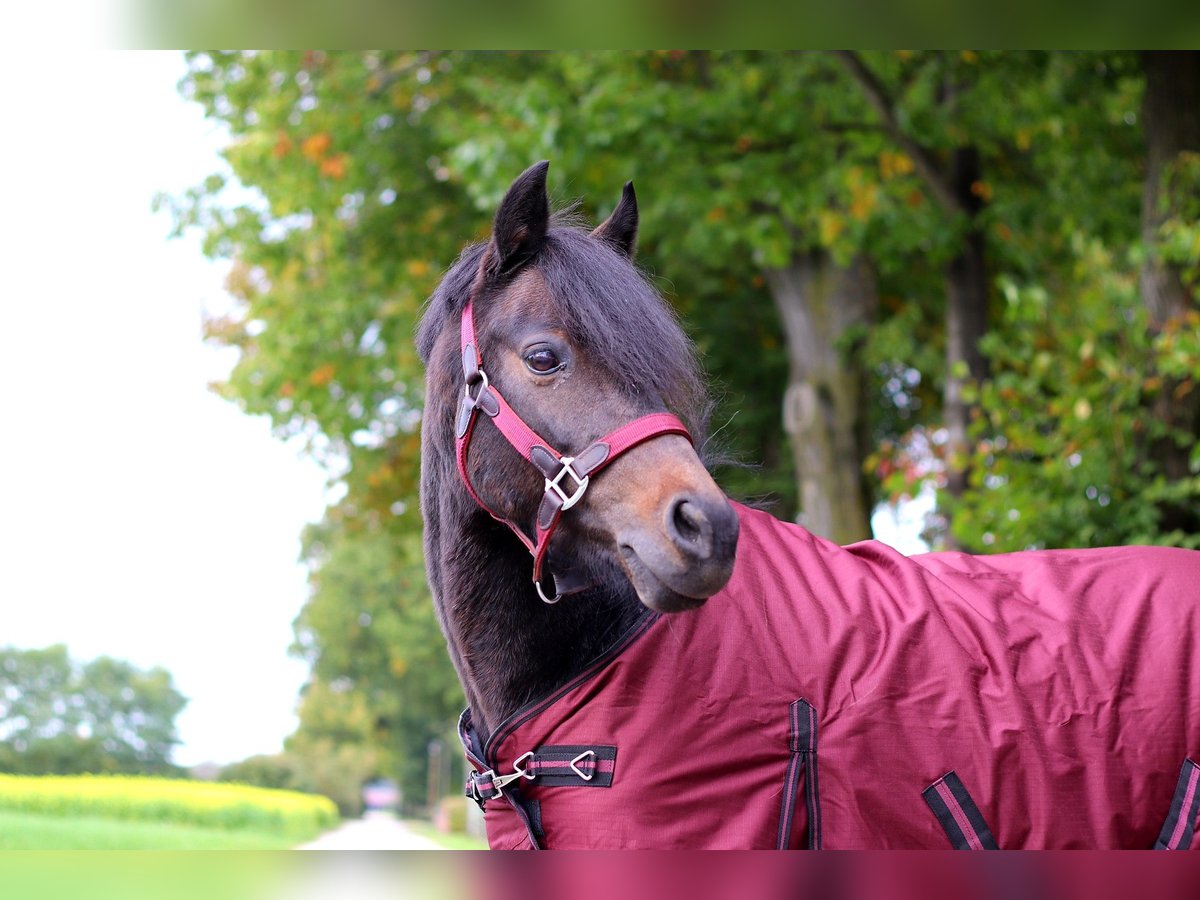 Duitse rijpony Merrie 10 Jaar 136 cm Donkerbruin in Lüdinghausen