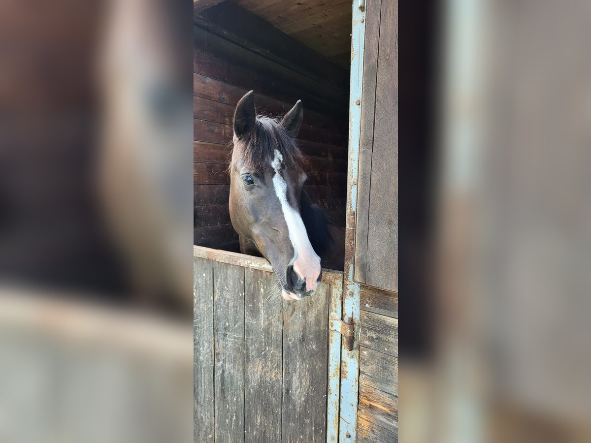 Duitse rijpony Mix Merrie 10 Jaar 138 cm Zwart in Hamburg