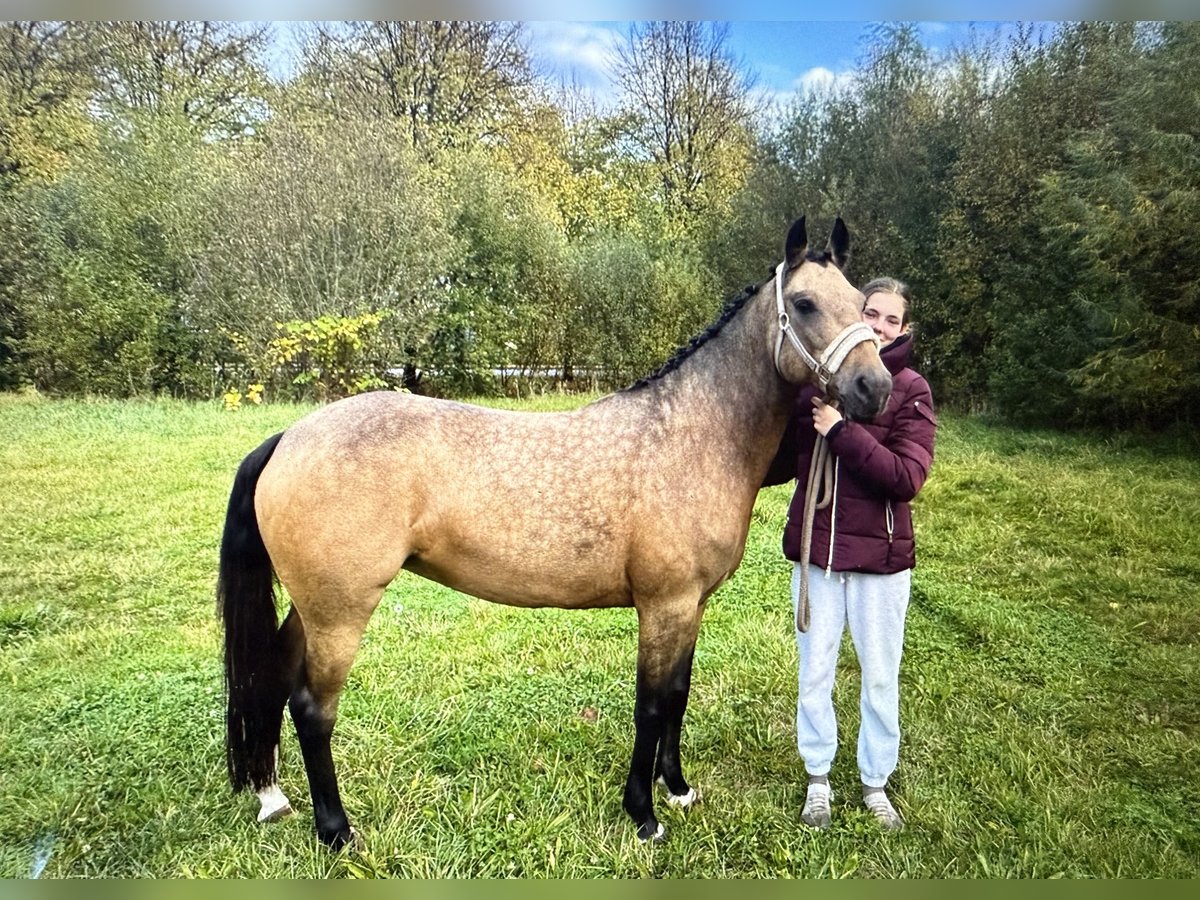 Duitse rijpony Merrie 10 Jaar 145 cm Falbe in Rühen