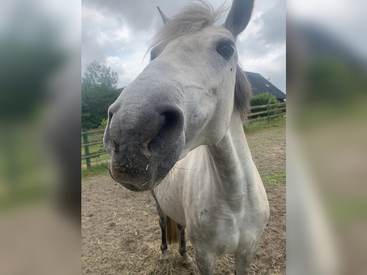 Duitse rijpony Merrie 10 Jaar 145 cm Schimmel in Leer (Ostfriesland)