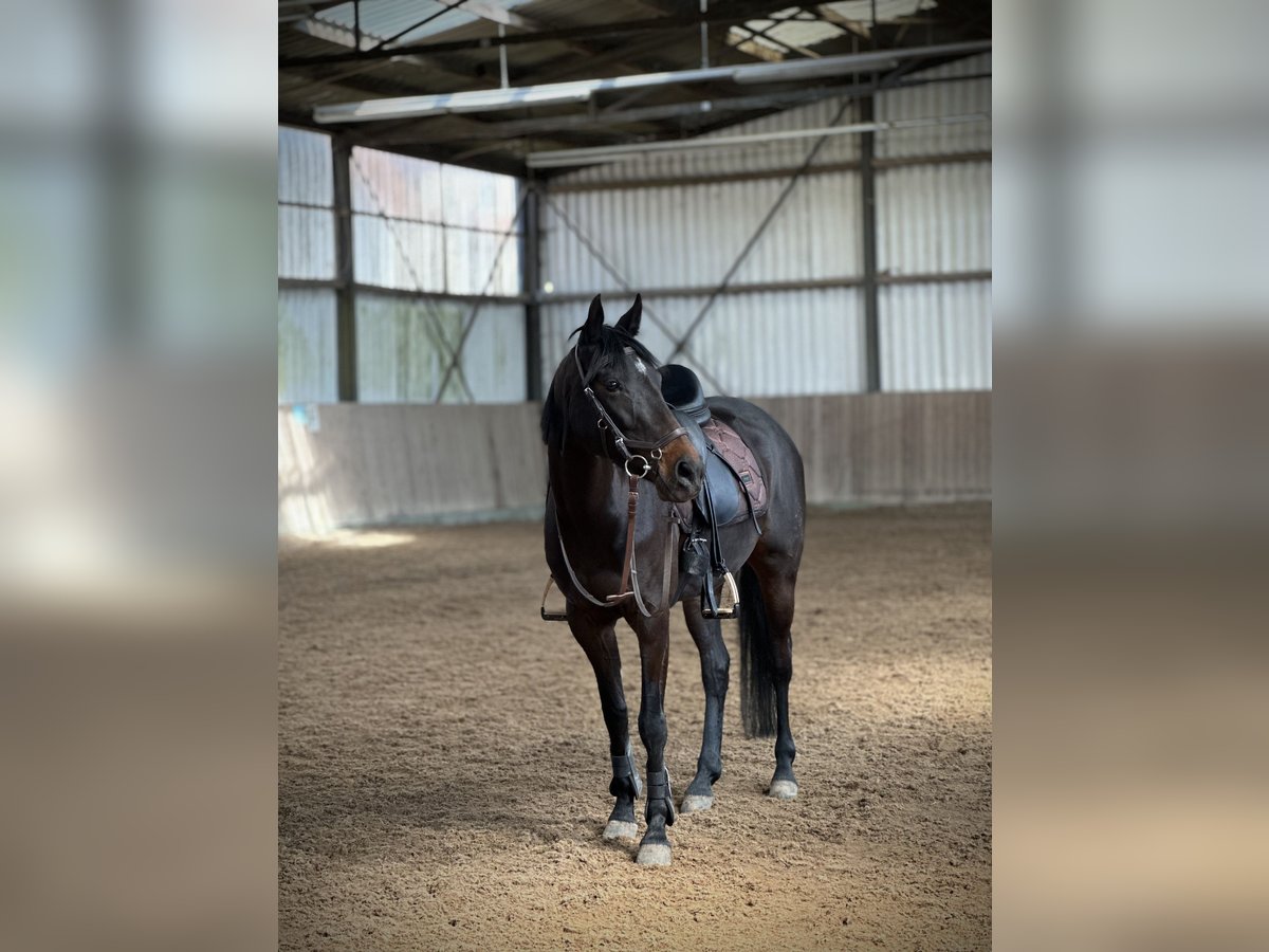 Duitse rijpony Merrie 10 Jaar 146 cm Donkerbruin in Alfeld (Leine)