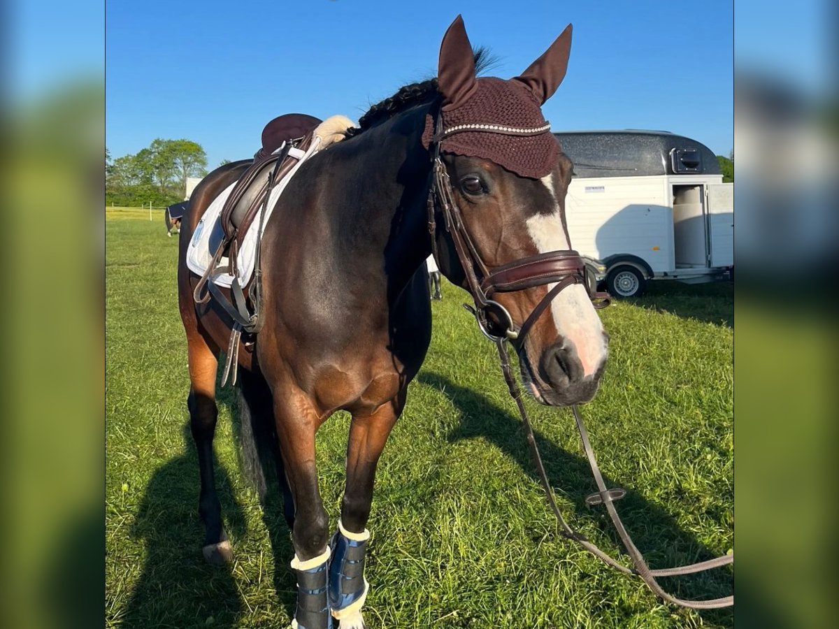 Duitse rijpony Mix Merrie 10 Jaar 148 cm Donkerbruin in Baiersdorf