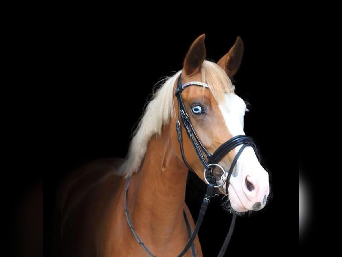 Duitse rijpony Merrie 10 Jaar 150 cm Vos in Lippetal