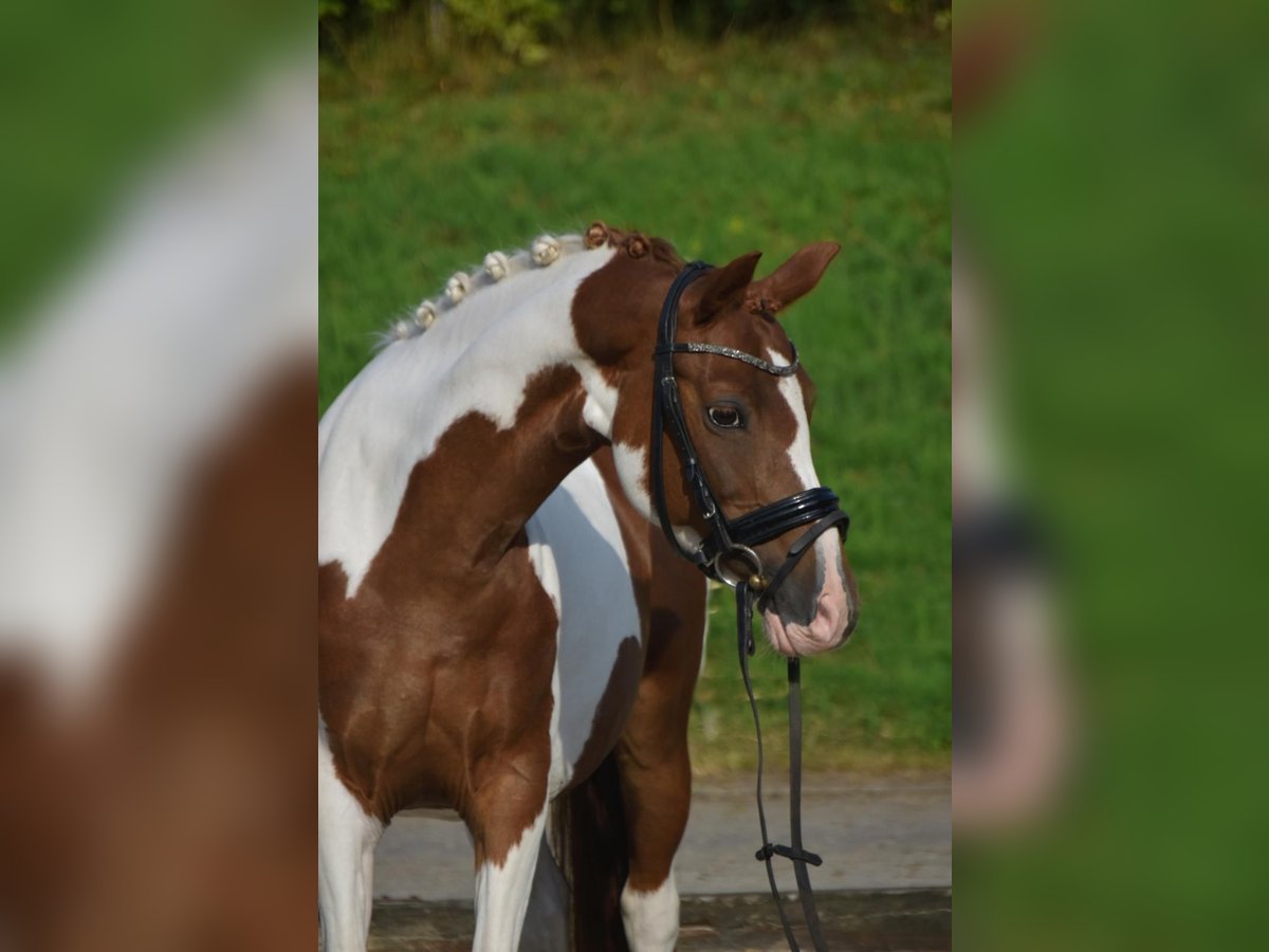 Duitse rijpony Merrie 11 Jaar 136 cm Gevlekt-paard in Fürstenau