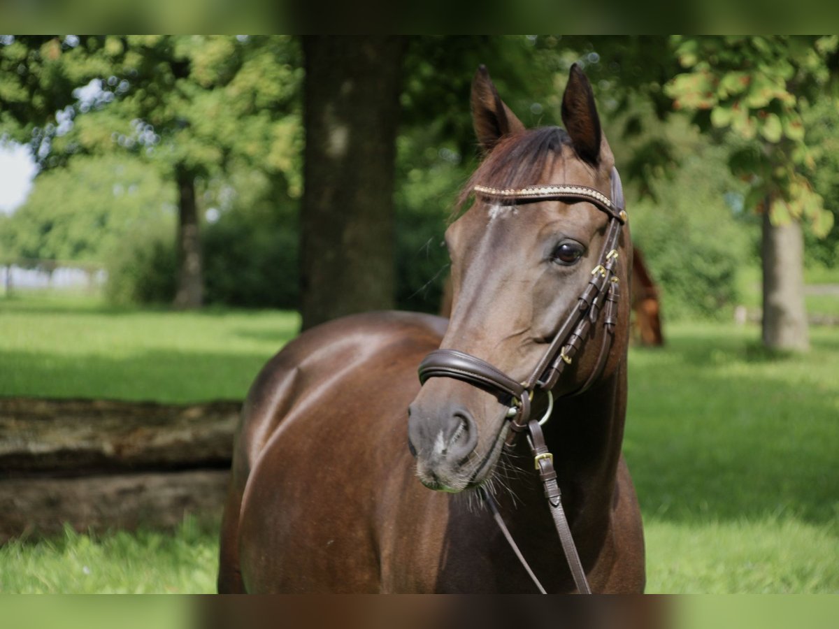 Duitse rijpony Merrie 11 Jaar 140 cm in Schorndorf