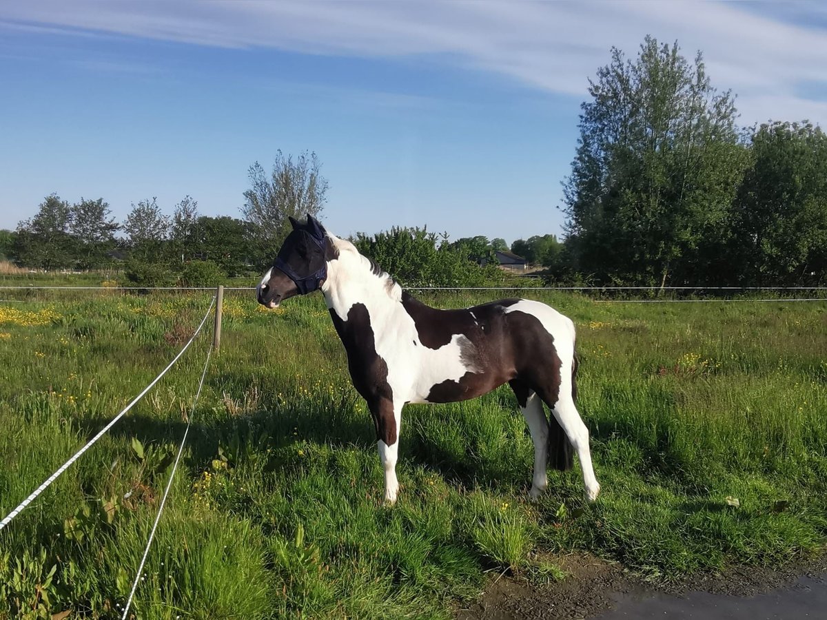 Duitse rijpony Mix Merrie 11 Jaar 141 cm Gevlekt-paard in Werne