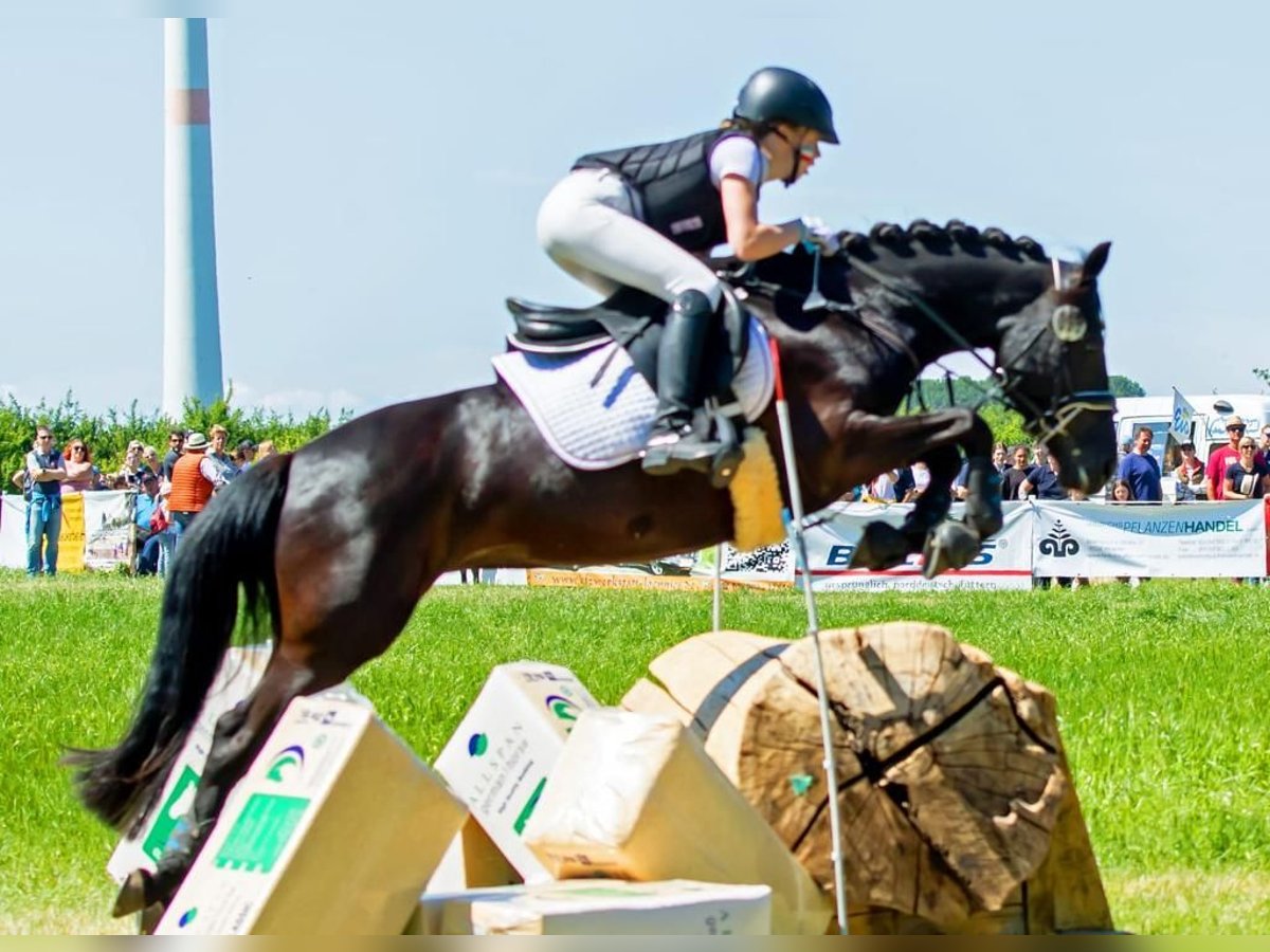 Duitse rijpony Merrie 11 Jaar 143 cm Zwart in Tessin