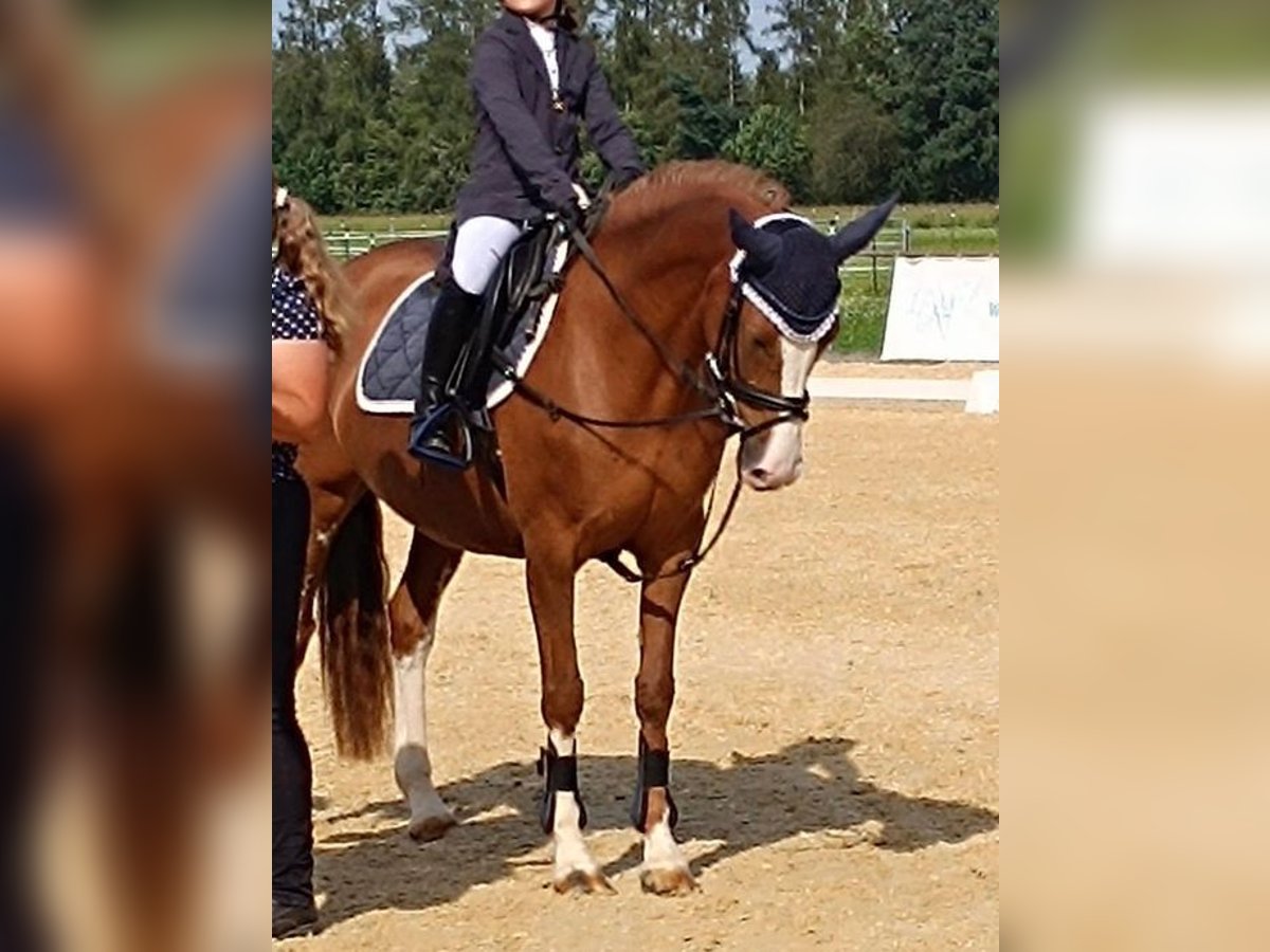 Duitse rijpony Merrie 11 Jaar 145 cm Vos in Loiching