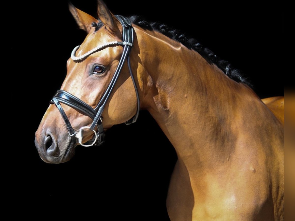 Duitse rijpony Merrie 11 Jaar 147 cm Bruin in Recke, bei Osnabrück