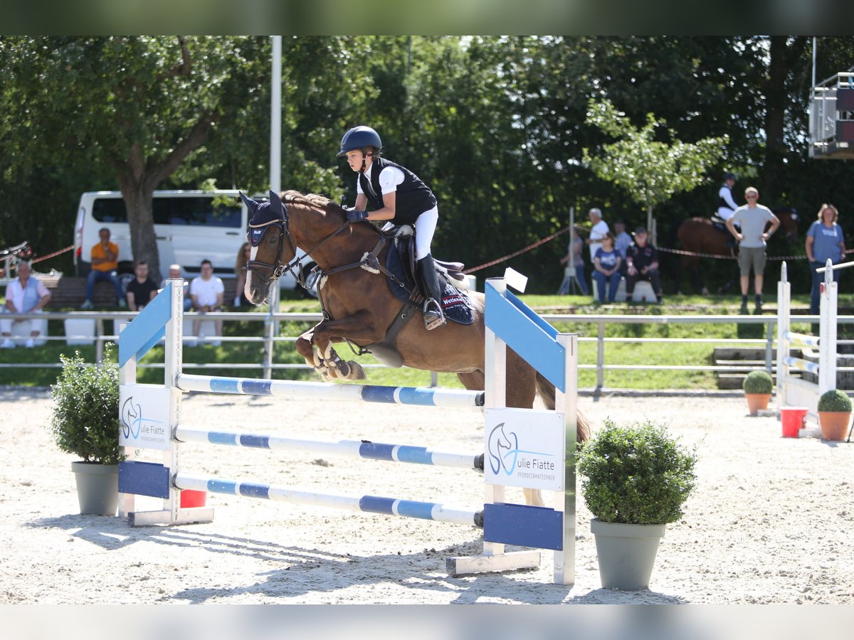 Duitse rijpony Merrie 11 Jaar 148 cm Donkere-vos in Stimpfach