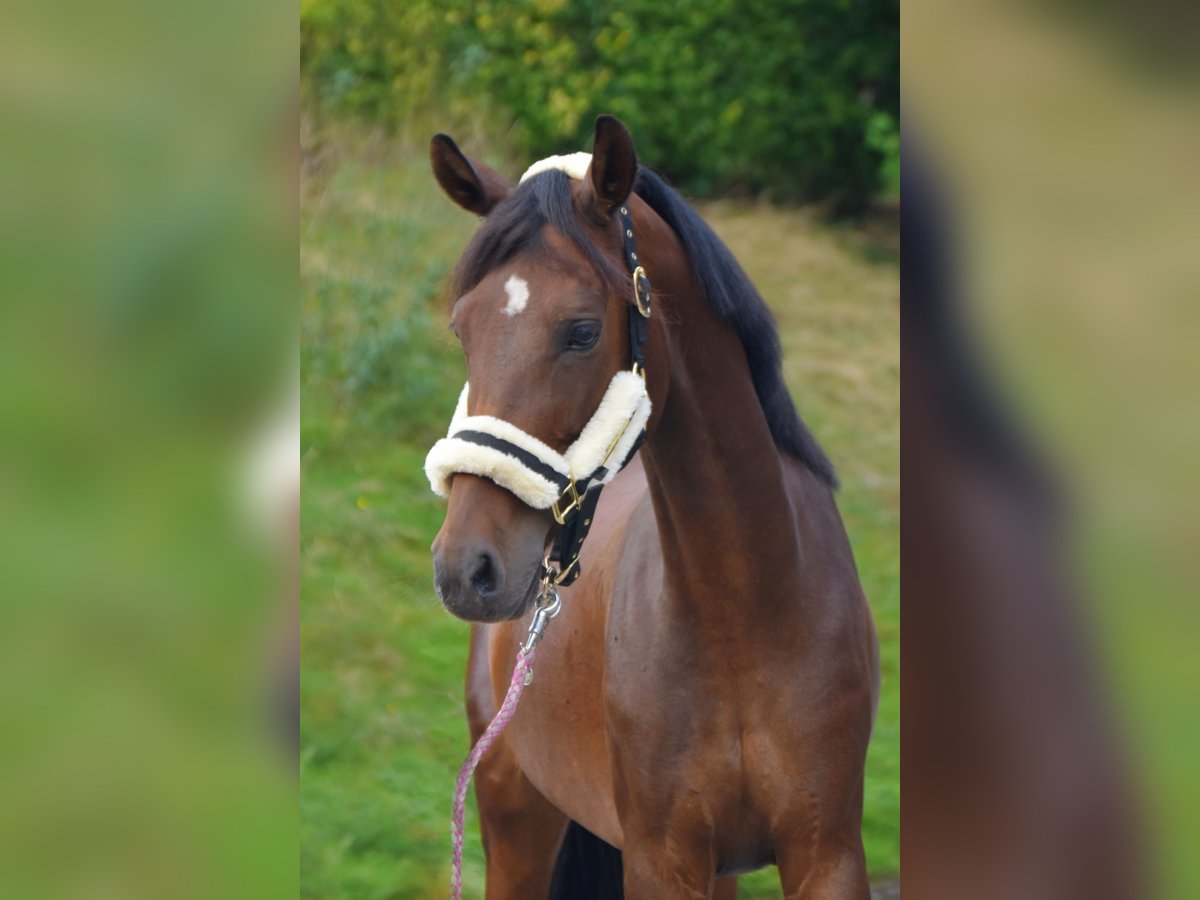 Duitse rijpony Merrie 11 Jaar 150 cm Bruin in Fürstenau