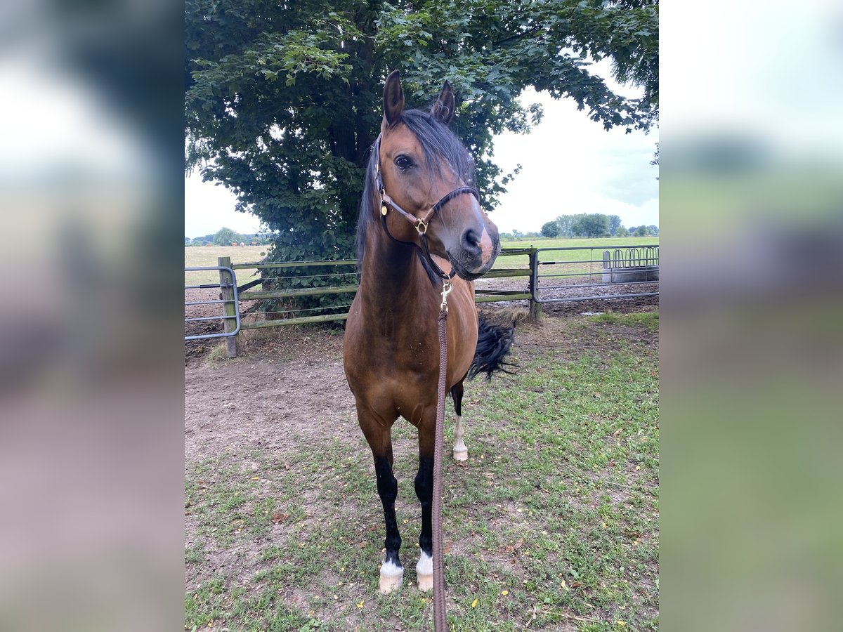 Duitse rijpony Merrie 11 Jaar 152 cm Bruin in Köln