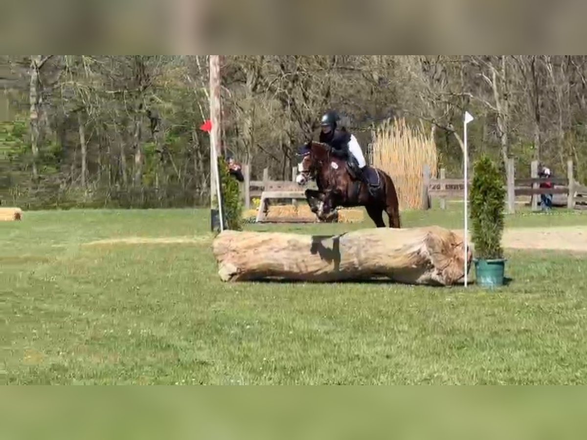 Duitse rijpony Merrie 12 Jaar 134 cm Vos in Ostbevern