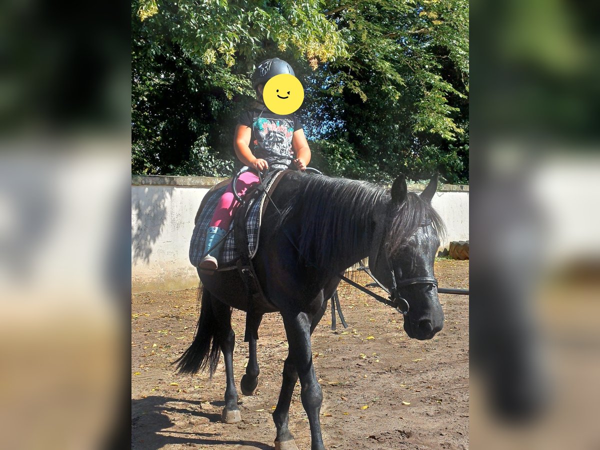 Duitse rijpony Merrie 12 Jaar 140 cm Zwart in Westheim