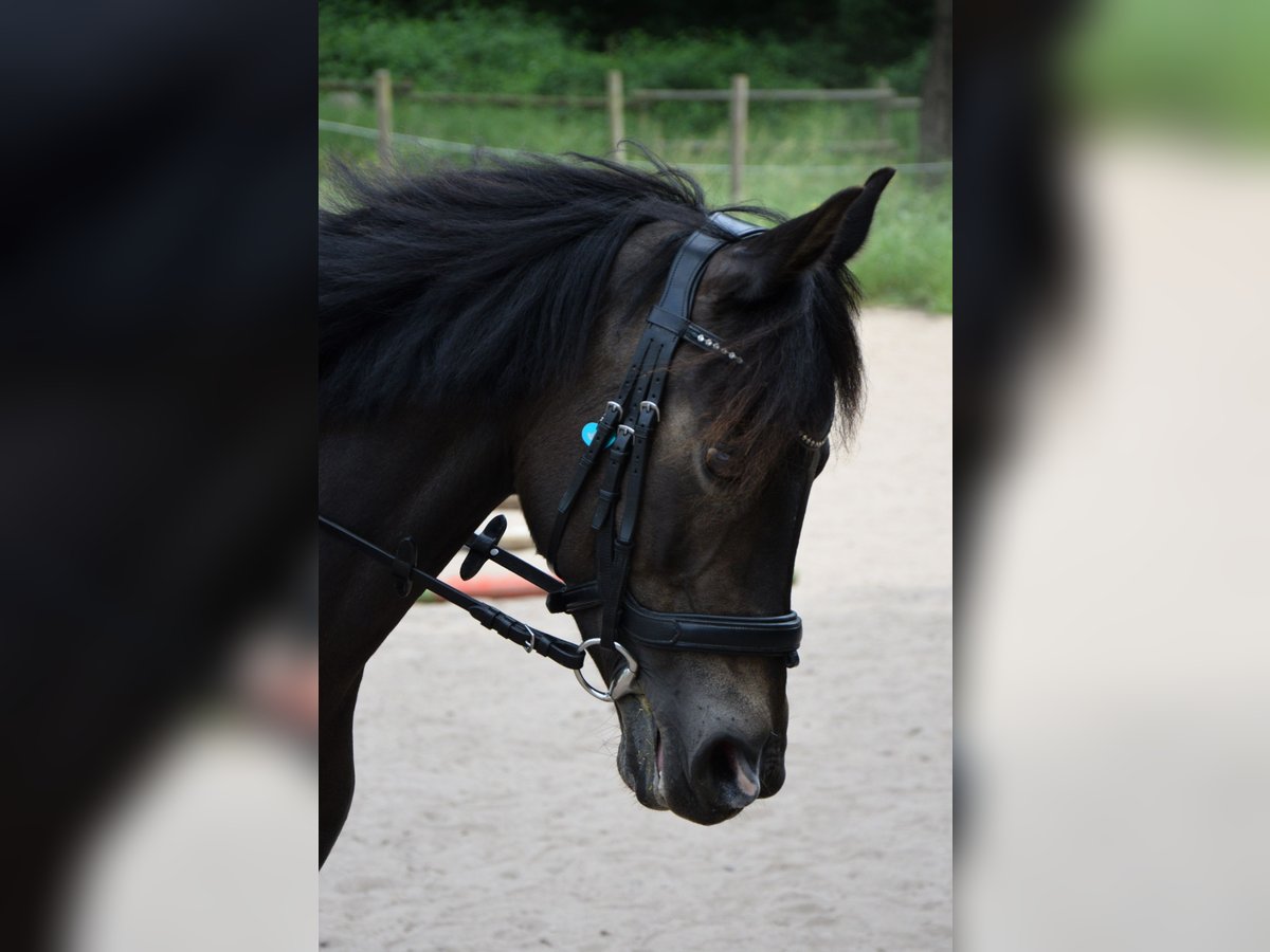 Duitse rijpony Merrie 12 Jaar 141 cm Zwartbruin in Dreieich