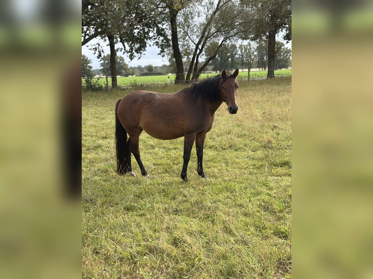 Duitse rijpony Merrie 12 Jaar 145 cm Bruin in Bismark (Altmark) Duitse rijpony Merrie 12 Jaar 145 cm Bruin in Bismark (Altmark)