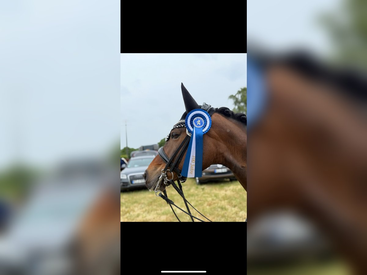 Duitse rijpony Merrie 12 Jaar 147 cm Bruin in Voerde