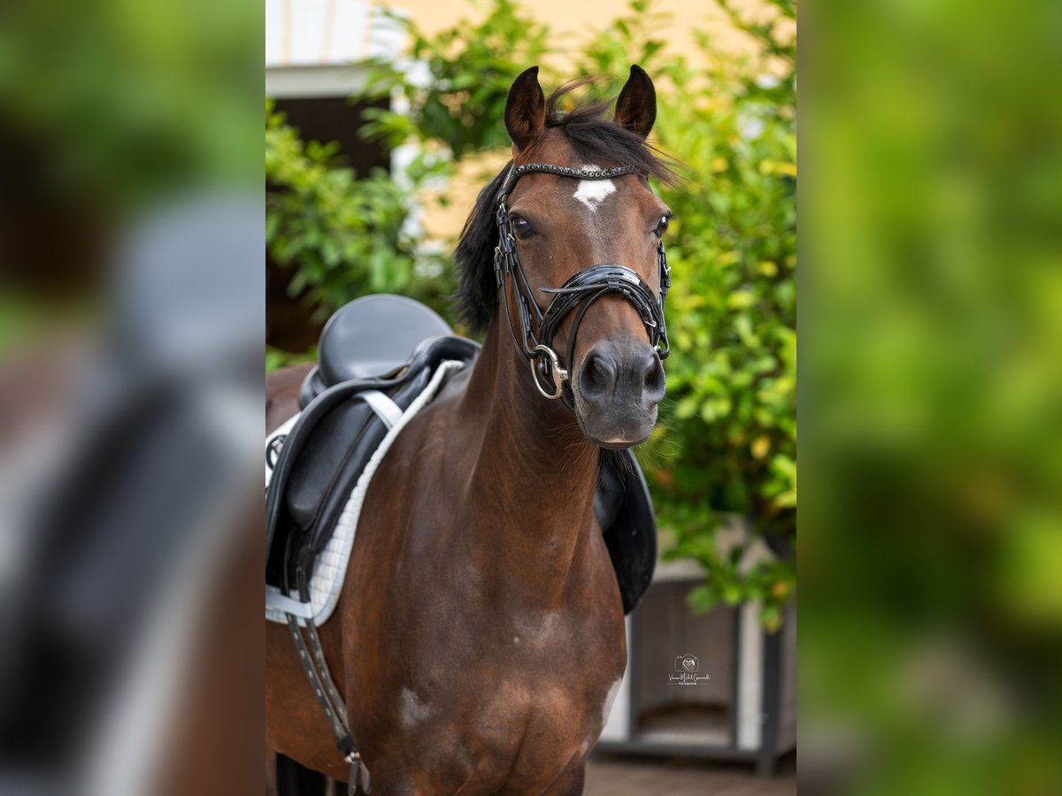 Duitse rijpony Merrie 12 Jaar 147 cm Donkerbruin in Dormagen