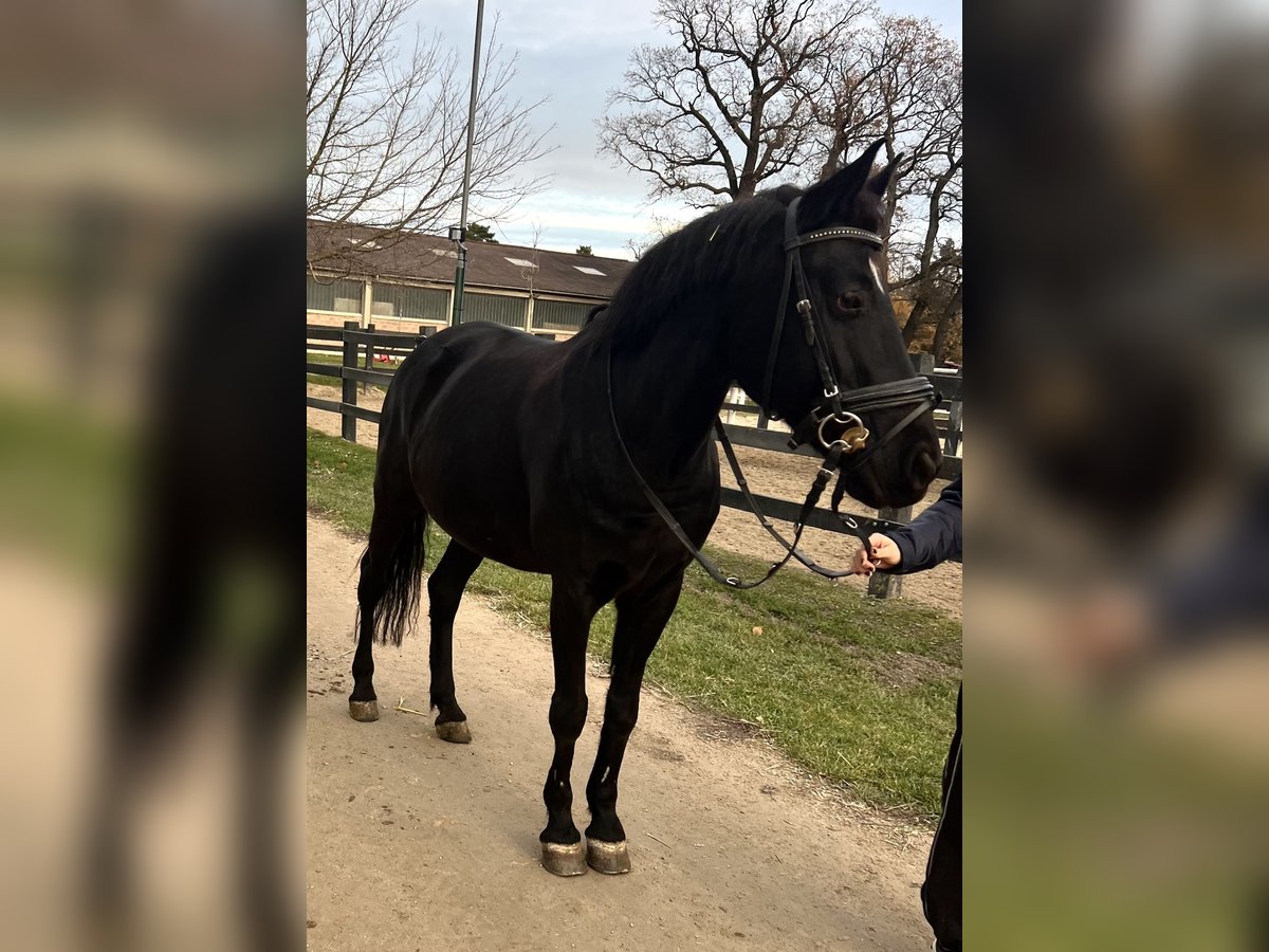 Duitse rijpony Merrie 12 Jaar 148 cm Zwart in Wien, Leopoldstadt