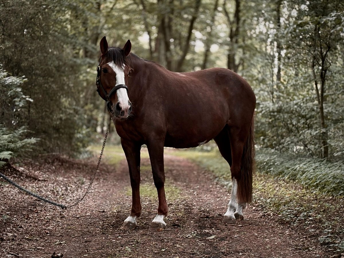 Duitse rijpony Merrie 12 Jaar 153 cm Donkere-vos in Oyten Duitse rijpony Merrie 12 Jaar 153 cm Donkere-vos in Oyten