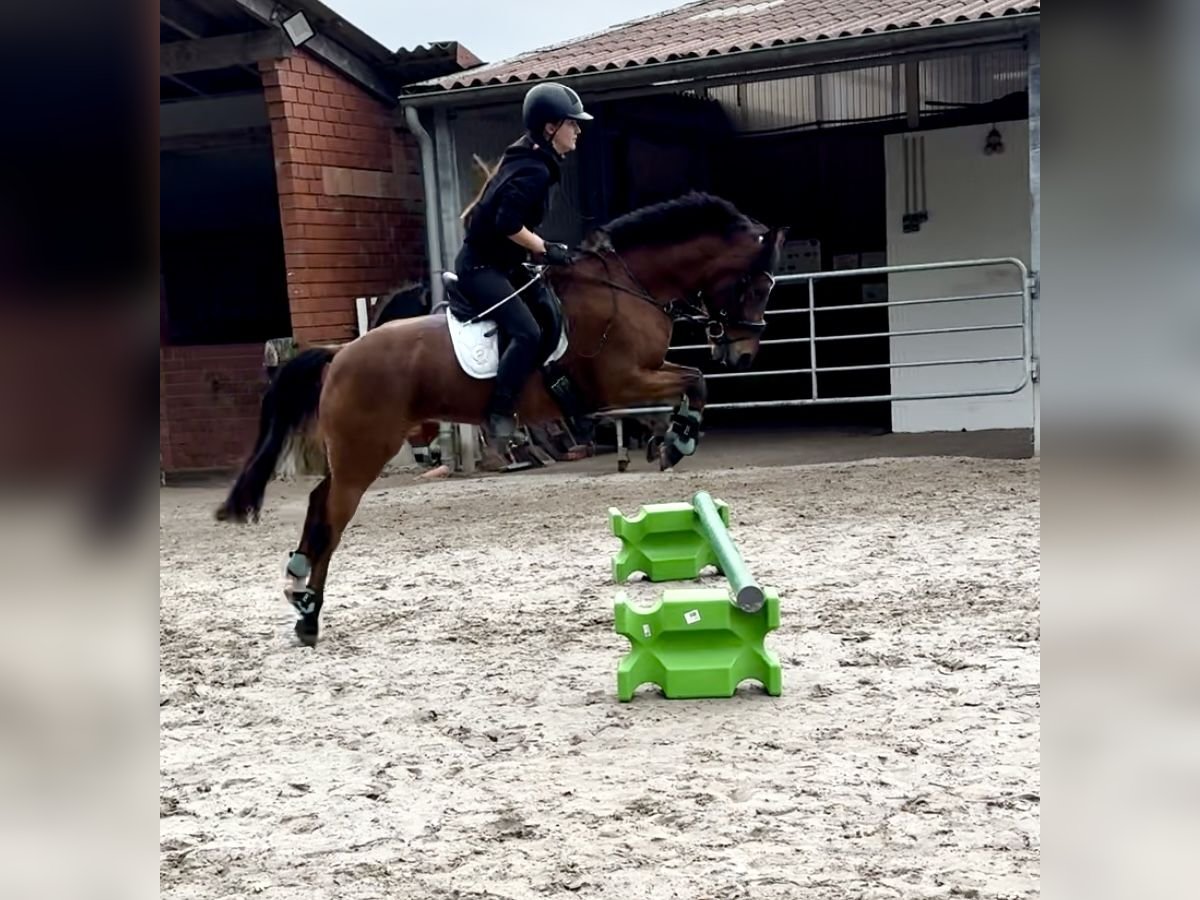 Duitse rijpony Merrie 13 Jaar 143 cm Bruin in OvelgönneOvelgönne