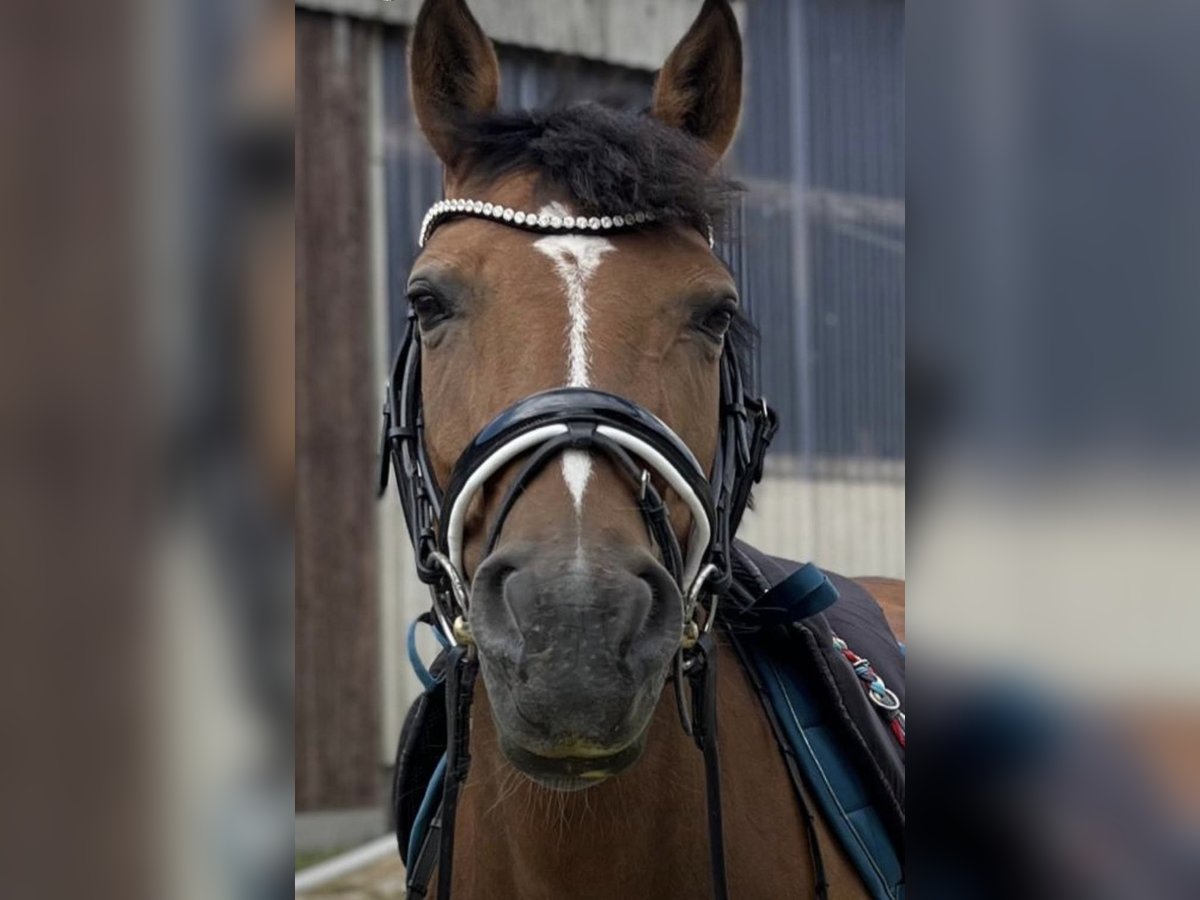 Duitse rijpony Mix Merrie 13 Jaar 147 cm Bruin in Dingen