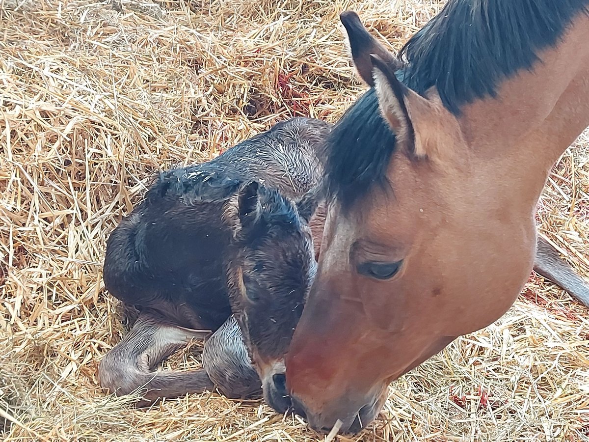 Duitse rijpony Merrie 13 Jaar 148 cm Buckskin in Altheim (Alb)