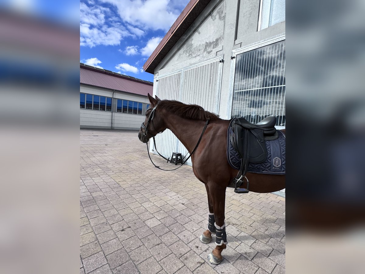 Duitse rijpony Merrie 13 Jaar 148 cm Donkere-vos in Ahrensburg