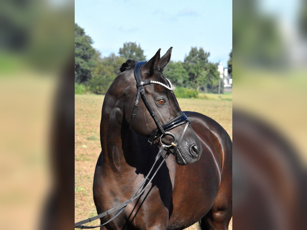 Duitse rijpony Merrie 13 Jaar 148 cm Zwart in Klötze