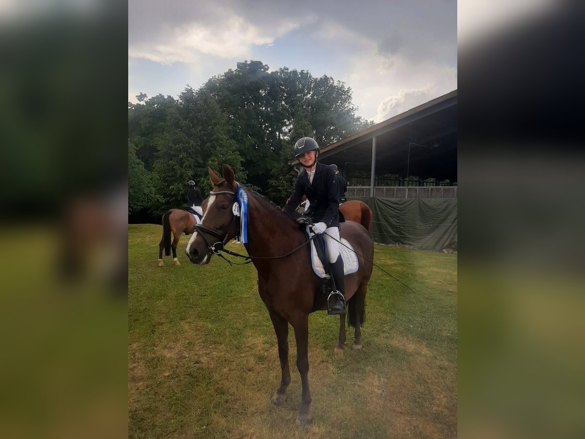 Duitse rijpony Merrie 13 Jaar 149 cm Donkere-vos in Overath