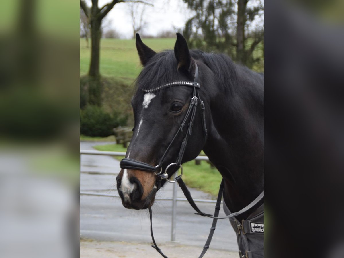 Duitse rijpony Merrie 13 Jaar 150 cm Donkerbruin in Grevenbroich